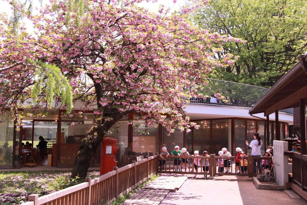 The world's coolest kindergarten- the Fuji School